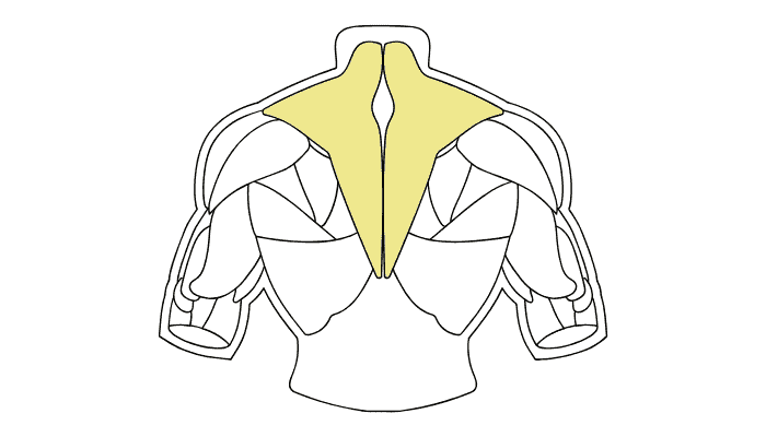 僧帽筋・菱形筋などの中背部