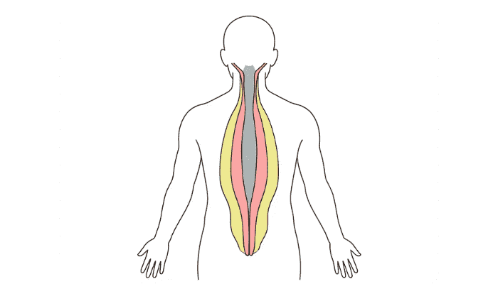 補助的に使われる脊柱起立筋